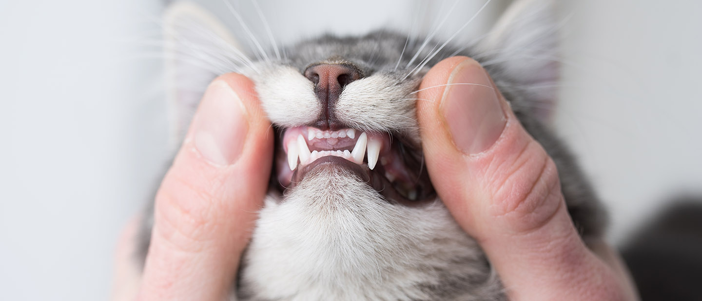Wie Viel Zähne Hat Eine Katze